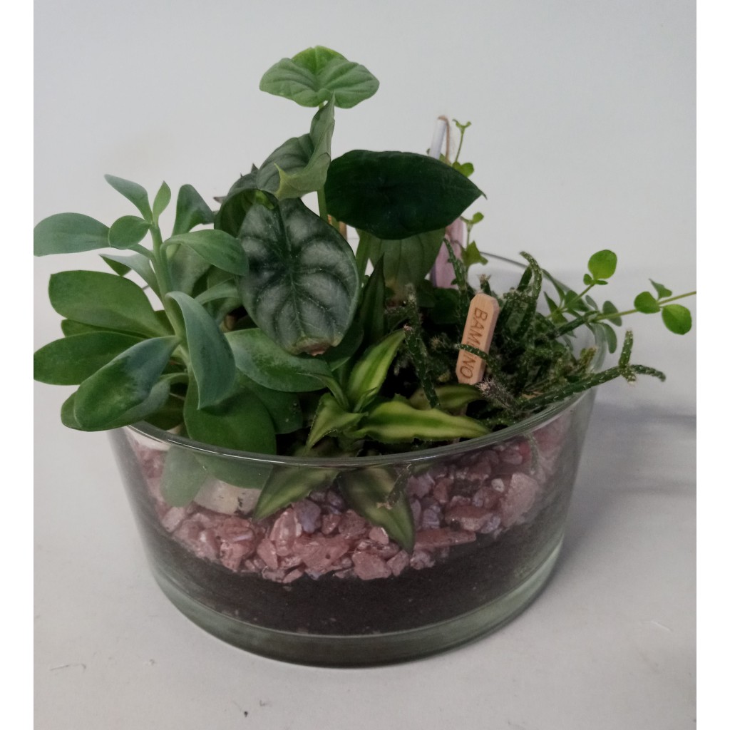 Pequeño Jardín 2